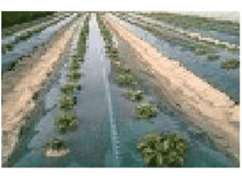 Bolsas de Polietileno